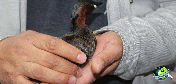Yaralı Halde bulunan Balıkçı Kuşu Doğaya Bırakılacak